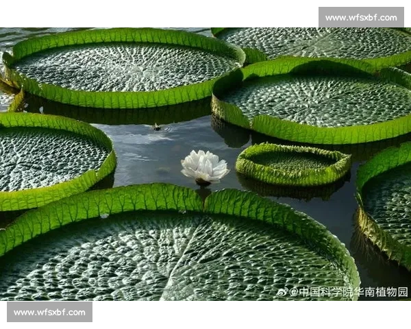 亚马孙王莲：黑夜绽放的 “善变花王”